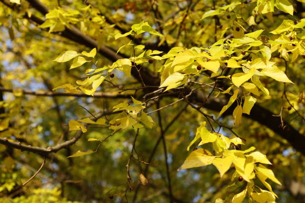 istock autumn leaves and seeds on tree branch 2181448533