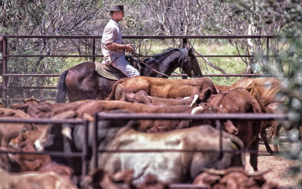 A rancher and his son work together on horseback, guiding cattle through the corral as sunlight spills over the green hills of their family ranch.