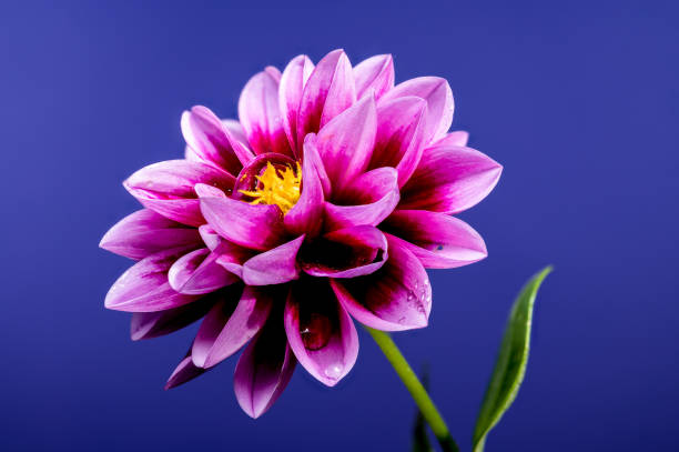 Beautiful blooming pink Dahlia on a blue background. Flower head close-up