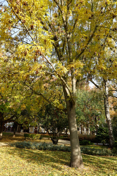 istock Tall ash tree with autumn leaves. 2181450660