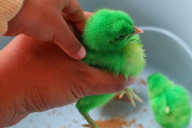 istock close up of green and white chicks 2181451744