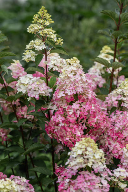 istock Hydrangea paniculata sort Fraise Melba hydrangea with pink flowers blooms in the garden in summer 2181454639