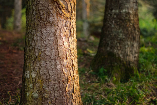 Close-up view of a tree trunk in a forest, with sunlight casting a soft, warm glow on its textured bark. The background shows a blurred, lush forest setting, highlighting natures tranquility.