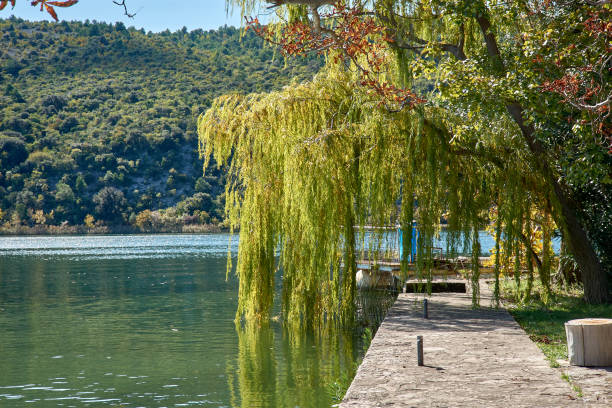 istock Weeping Willow Tree on Visovac Island, Krka National Park, Croatia 2181454985