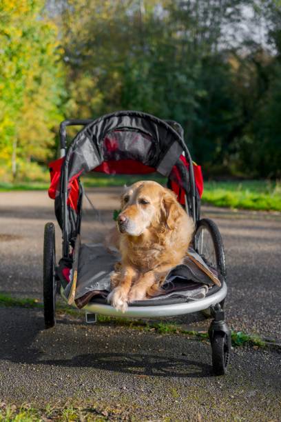 istock Golden retriever relaxing in a walking stroller 2181456356