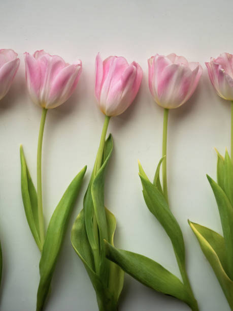 istock Five Pastel Pink Tulips in a Row on White, Vertical Flat Lay 2181458280