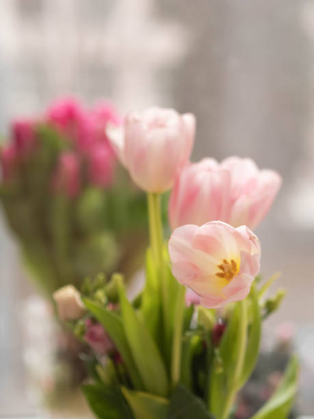 An arrangement of vibrant flowers in shades of pink resting on a windowsill, their rich colors illuminated softly against the gray, rain-soaked scene beyond. Raindrops speckle the window, casting a delicate blur over the outside world and enhancing the cozy atmosphere indoors. The flowers—bright and bold in contrast to the muted, rainy background—offer a burst of life and warmth, symbolizing a small touch of cheer amidst the tranquil Ukrainian winter melancholy of the day.