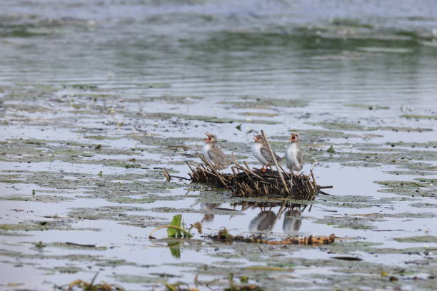 Common tern nest with young Federsee Baden Wuerttemberg