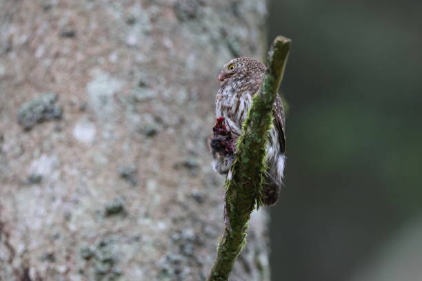 istock Eurasian pygmy owl female (Glaucidium passerinum) Swabian Jura Germany 2181459708