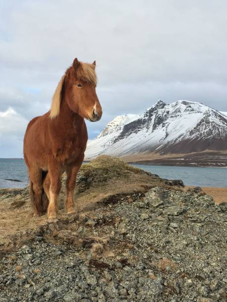 Majestic Icelandic horse on rocky terrain with snow-capped mountains and a serene lake in the background.