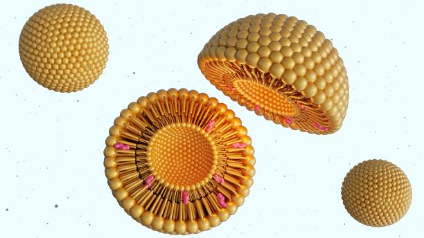 istock 3D rendering of liposome bilayer with cholesterol molecules 2181461977