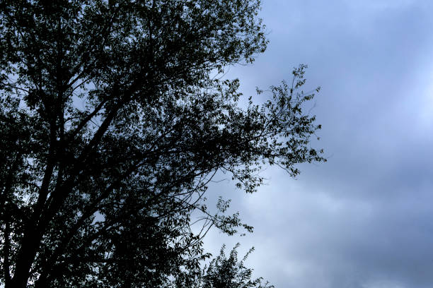 A tree with a dark trunk and branches is silhouetted against a cloudy sky. Scene is somber and contemplative
