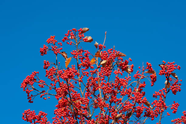 rowan tree with red berry on branch and sky background. closeup.