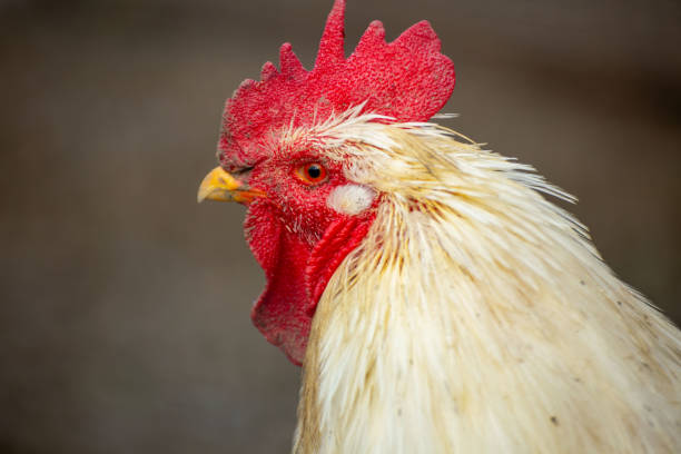 istock Close up of white rooster with red comb 2181463506