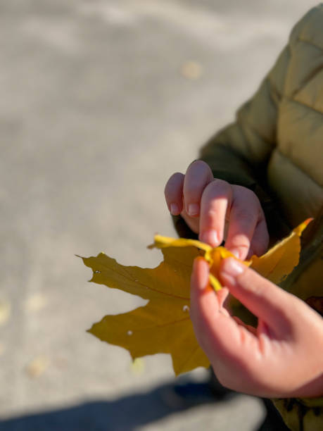istock Kid holding a yellow maple leaf in autumn 2181467239