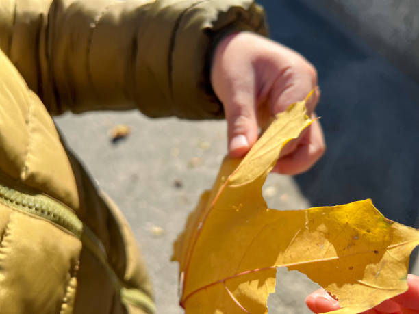 istock Child holding a yellow maple leaf in autumn sunlight 2181467579