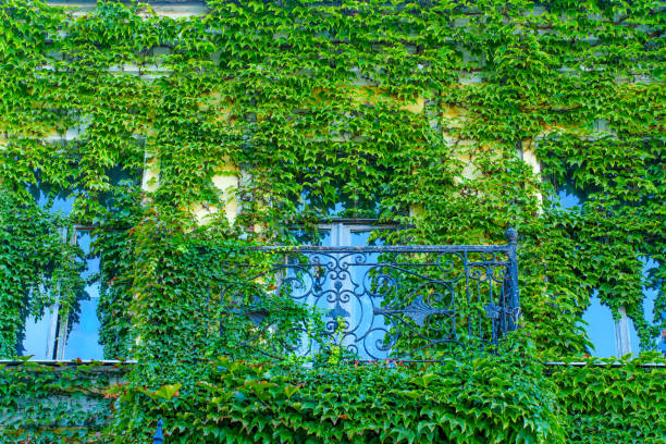 istock Ivy-Laden Building with Decorative Balcony 2181467665