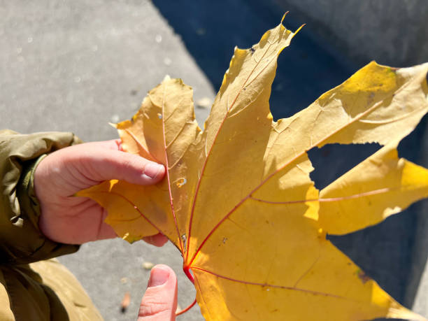 istock Child holding a large yellow maple leaf in autumn sunlight 2181467900