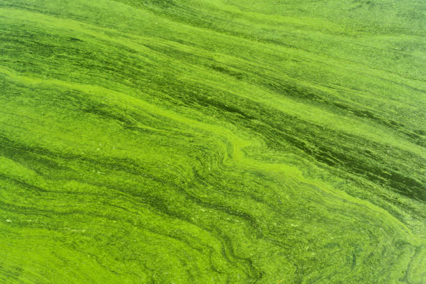 istock Close-Up of Green Algae in Water Surface 2181467926