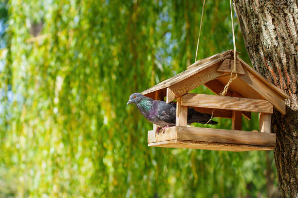 Colorful pigeon perched on a wooden birdhouse, surrounded by lush greenery. Sunlight filters through leaves, creating a serene nature scene.