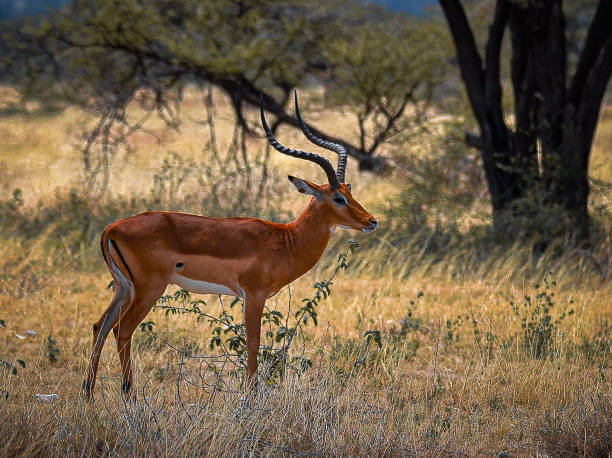 istock Impala at Buffalo Springs Reserve 2181468735