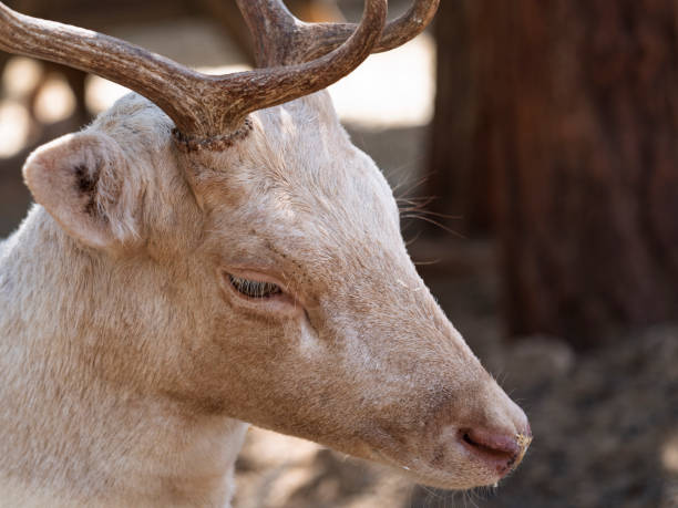 beautiful deer at the zoo on a sunny day