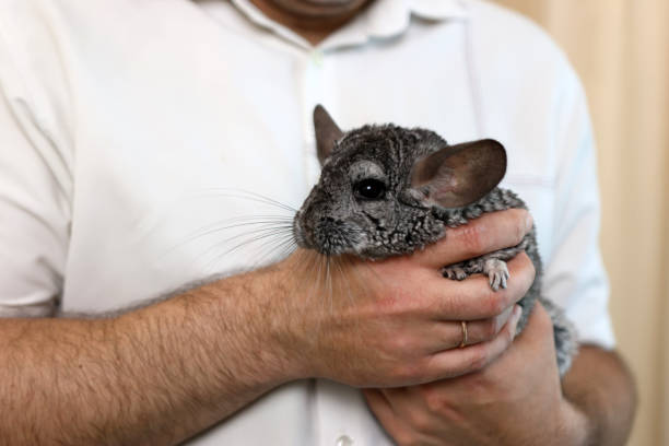 istock People care for and play with chinchillas. 2181469835