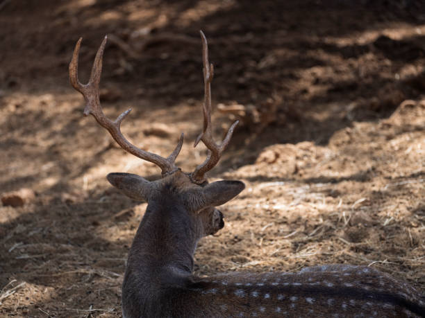 beautiful deer at the zoo on a sunny day
