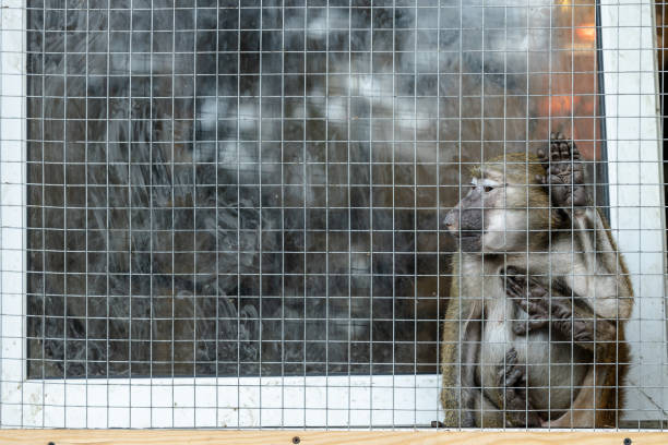 istock imprisoned monkey in animal shelter rescue space for helping caged creature wallpaper advertising sad sorrowful portrait photography with copy space 2181470829
