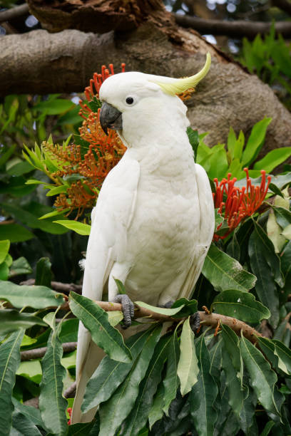 istock Sulfur Crested Cockatoo 2181472448