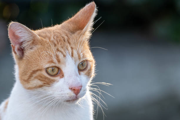 istock Man petting orange fat cat in garden 2181472955