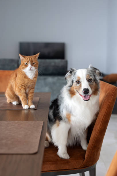 istock Australian Shepherd and ginger cat sitting together at a table 2181473800