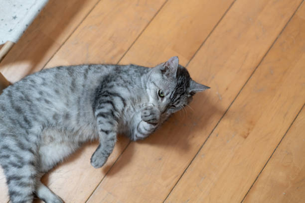 istock The gaze of a lying cat 2181475082