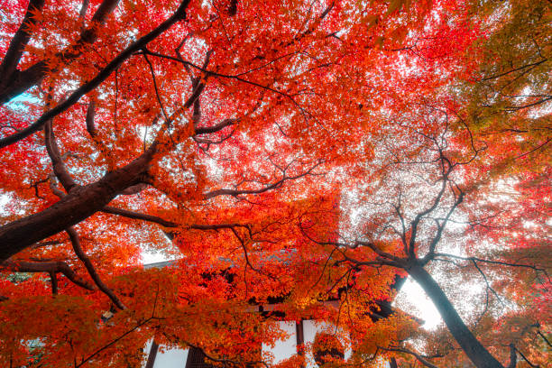 Looking up at the red leaves