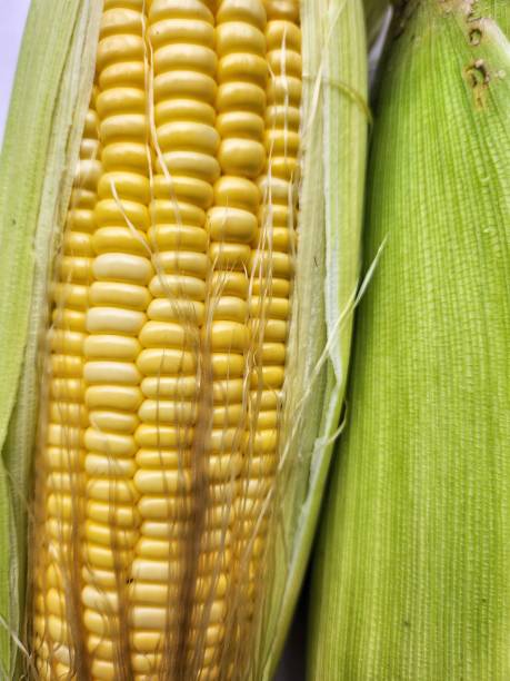 istock Close up of yellow sweetcorn seed 2181476197