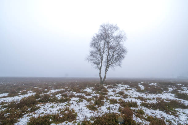 Birch tree on a foggy moor during a cold and misty winter morning at the Veluwe Nature reserve, Gelderland, The Netherlands. There is some snow on the ground and fog in the distance during this cold winter morning.