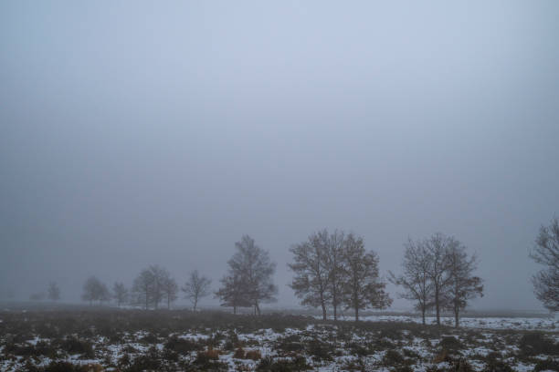 Oak trees on a foggy moor during a cold and misty winter morning at the Veluwe Nature reserve, Gelderland, The Netherlands. There is some snow on the ground and fog in the distance during this cold winter morning.