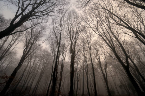 Beech tree forest during a foggy winter morning with some snow on the forest floor of the Speulderbos in the Veluwe nature reserve. The forest ground is covered with brown fallen leaves and the path is disappearing in the distance. The fog is giving the forest a desolate and moody atmosphere.