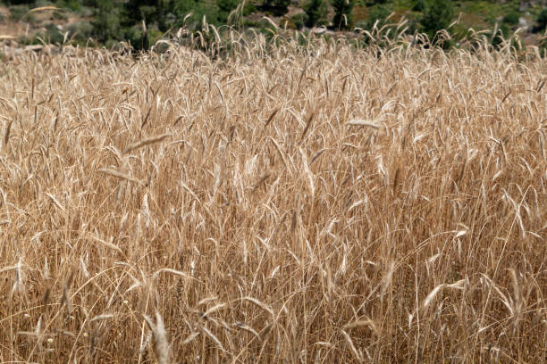 istock Golden wheat with harvest in sight 2181476459