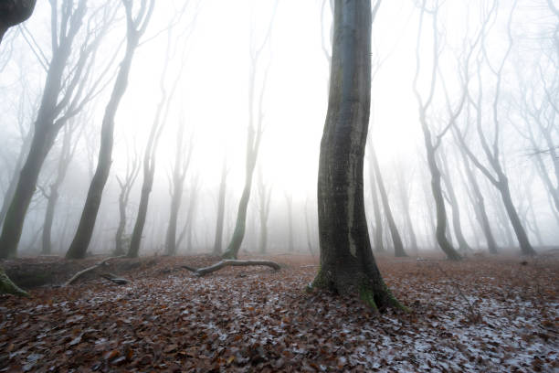 Beech tree forest during a foggy winter morning with some snow on the forest floor of the Speulderbos in the Veluwe nature reserve. The forest ground is covered with brown fallen leaves and the path is disappearing in the distance. The fog is giving the forest a desolate and moody atmosphere.