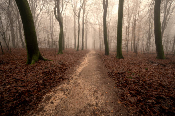 Footpath in a beech tree forest during a foggy winter morning with some snow on the forest floor of the Speulderbos in the Veluwe nature reserve. The forest ground is covered with brown fallen leaves and the path is disappearing in the distance. The fog is giving the forest a desolate and moody atmosphere.