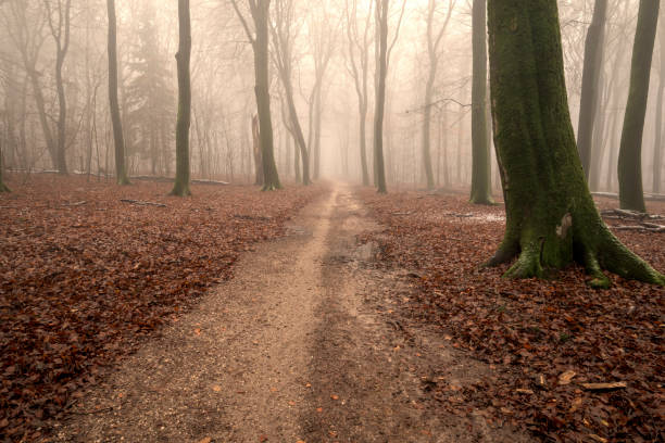 Footpath in a beech tree forest during a foggy winter morning with some snow on the forest floor of the Speulderbos in the Veluwe nature reserve. The forest ground is covered with brown fallen leaves and the path is disappearing in the distance. The fog is giving the forest a desolate and moody atmosphere.