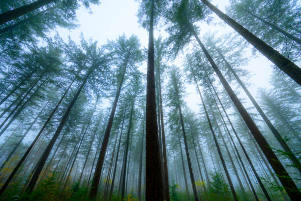 Pine trees in the Speulderbos forest in the Veluwe nature reserve during a foggy morning in winter. Upwards view with the tall pine trees reaching for the sky.