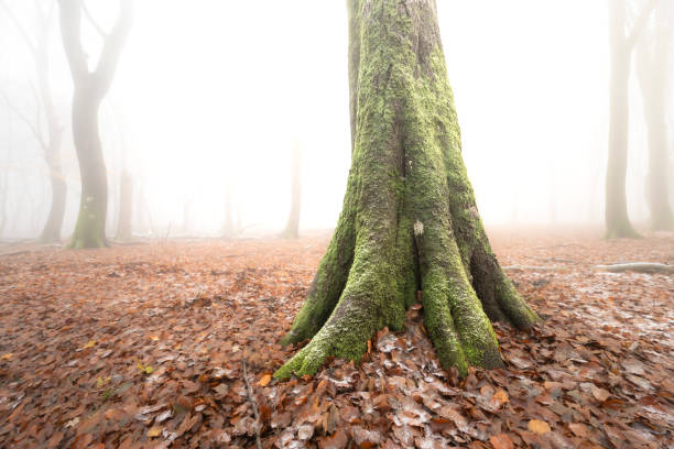 Beech tree forest during a foggy winter morning with some snow on the forest floor of the Speulderbos in the Veluwe nature reserve. The forest ground is covered with brown fallen leaves and the path is disappearing in the distance. The fog is giving the forest a desolate and moody atmosphere.