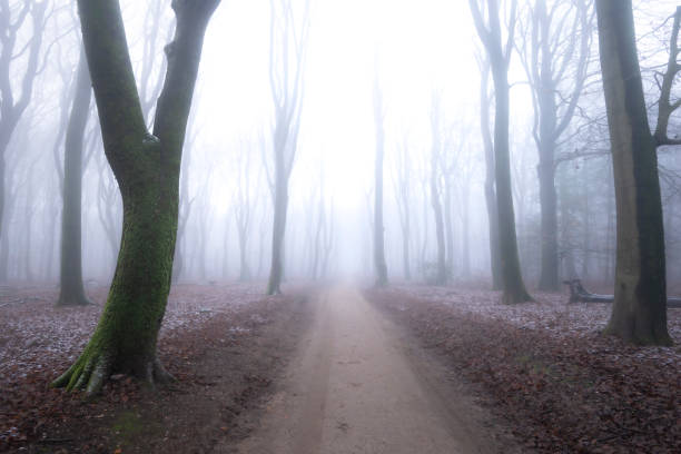 Footpath in a beech tree forest during a foggy winter morning with some snow on the forest floor of the Speulderbos in the Veluwe nature reserve. The forest ground is covered with brown fallen leaves and the path is disappearing in the distance. The fog is giving the forest a desolate and moody atmosphere.