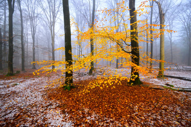 Beech tree forest during a foggy winter morning with some snow on the forest floor of the Speulderbos in the Veluwe nature reserve. The forest ground is covered with brown fallen leaves and the path is disappearing in the distance. The fog is giving the forest a desolate and moody atmosphere.