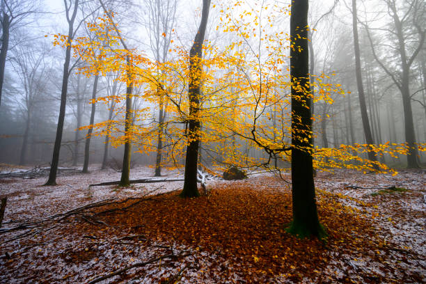 Beech tree forest during a foggy winter morning with some snow on the forest floor of the Speulderbos in the Veluwe nature reserve. The forest ground is covered with brown fallen leaves and the path is disappearing in the distance. The fog is giving the forest a desolate and moody atmosphere.