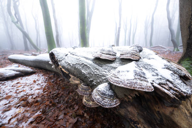 Beech tree forest during a foggy winter morning with some snow on the forest floor of the Speulderbos in the Veluwe nature reserve. The forest ground is covered with brown fallen leaves and the path is disappearing in the distance. The fog is giving the forest a desolate and moody atmosphere.