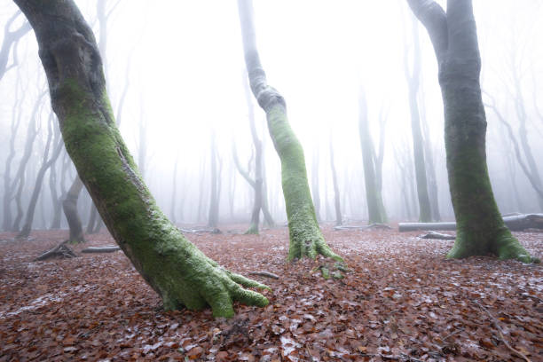 Beech tree forest during a foggy winter morning with some snow on the forest floor of the Speulderbos in the Veluwe nature reserve. The forest ground is covered with brown fallen leaves and the path is disappearing in the distance. The fog is giving the forest a desolate and moody atmosphere.