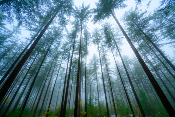 Pine trees in the Speulderbos forest in the Veluwe nature reserve during a foggy morning in winter. Upwards view with the tall pine trees reaching for the sky.